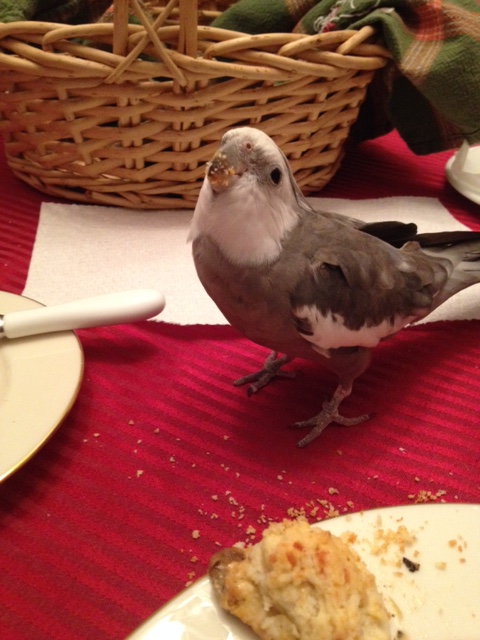 Okay, fine - one more shot and then it's time for snack break.