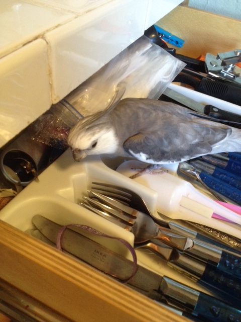 So these are the shiny things you want me to inspect? 