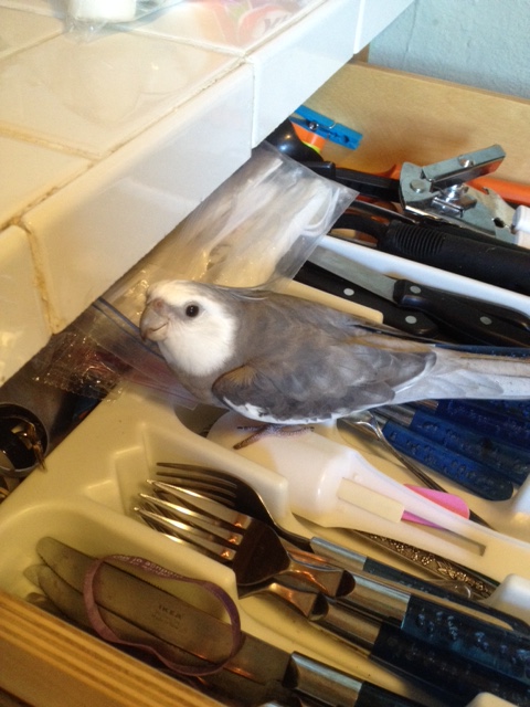 Okay, one toasted waffle. For one toasted waffle I'll tell you - but if you want my "special shininess tips" that will cost an extra half a waffle.