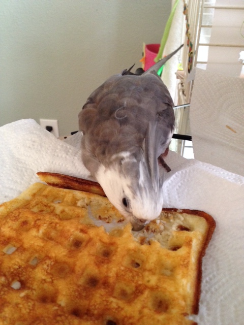 "Full beak immersion" permits the artist to experience his design with every sense.