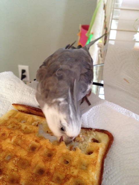 Finding a flaw, he quickly commences to reshaping that edge.