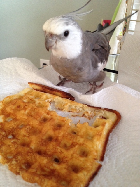 The elusive "waffle artist" emerges to continue work on a new masterpiece.