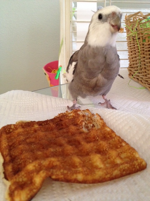 WHOA. Wait a minute. Maybe they don't know they could ask for waffles instead. MOM!!!!