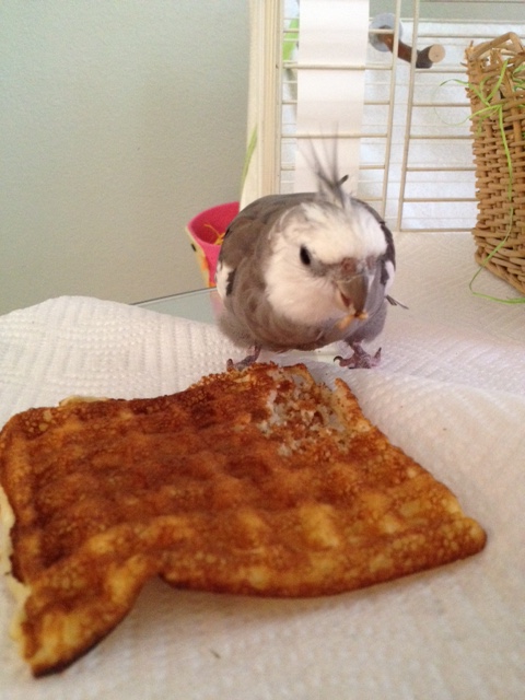 Although I will never figure out why the featherless ones sing for wassail when they could sing for waffles instead.