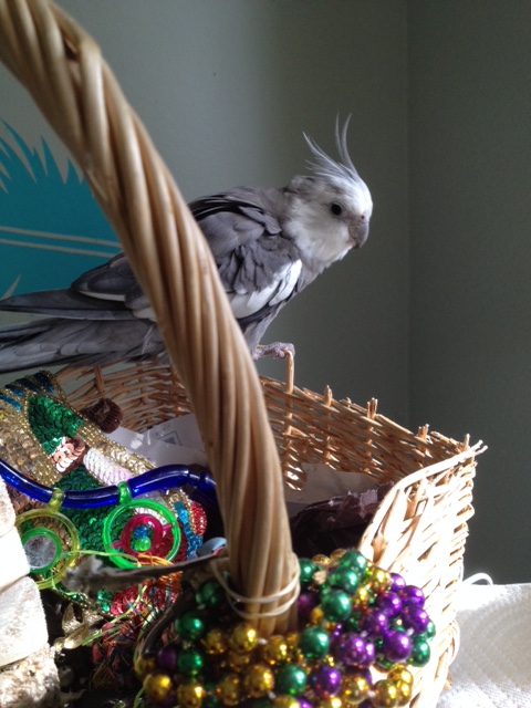 Anyone else have questions?