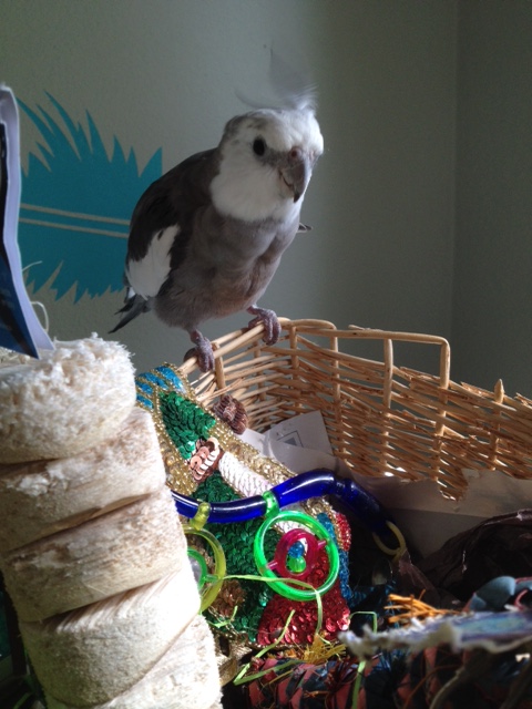 I am sensing some confusion about who's the boss around here.