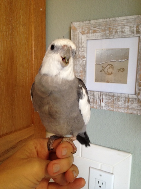 At the press conference, you speak compellingly on topics of universal interest - such as "prettiness," "cuteness," and (of course) "feathery-ness."