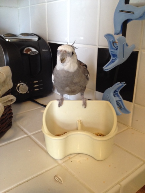 "A press conference? To discuss my new "Breakfast Bowl Acrobat" routine? Sure, Mom - it is a special occasion so I'll grant the interview.