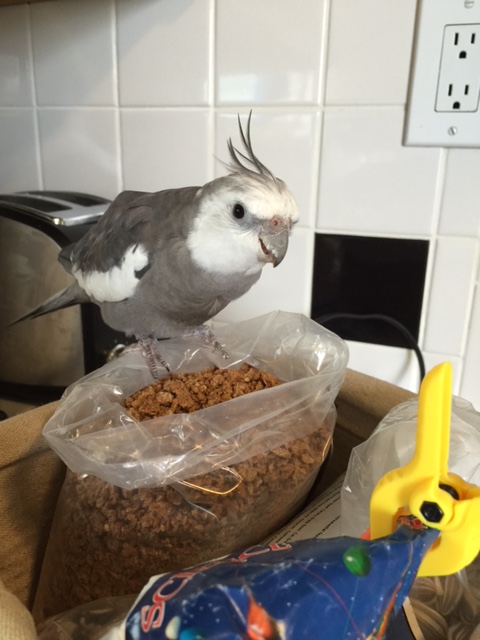 It just had to be the large featherless flockmate too....she is the hardest to fend off.