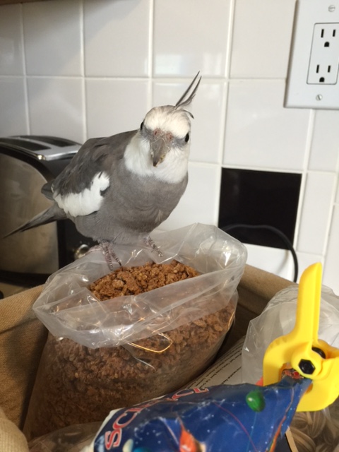 Okay, fine, Mom - ONE press photo for the fans, and then I get to eat my breakfast in peace. 