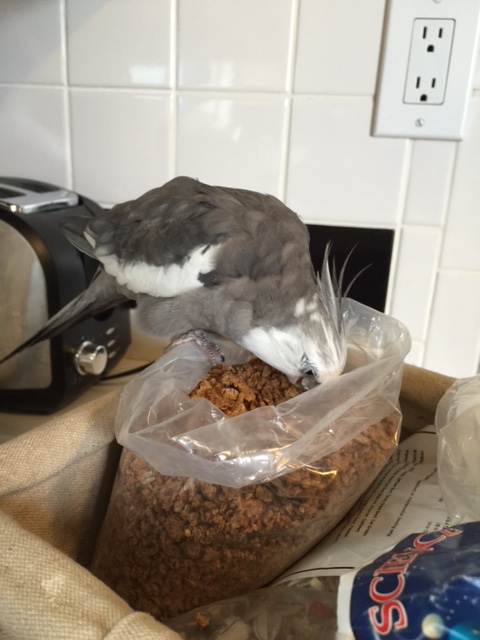 Thank goodness the flock is not around to crowd me while I wake up.