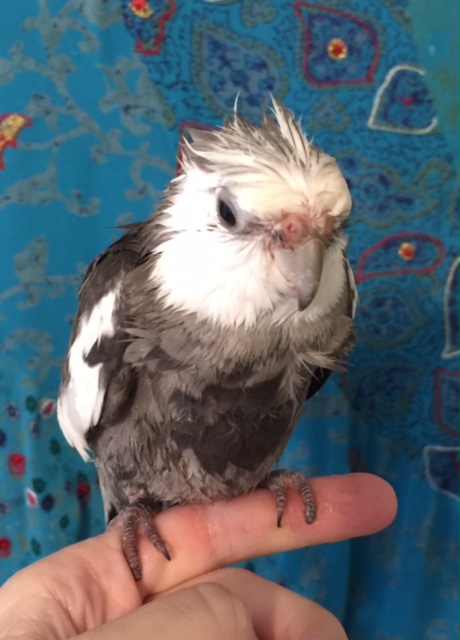 Notice how the model's coolly confident demeanor plays up extra-spiky crest feathers as they lift sharply up away from the neck line.