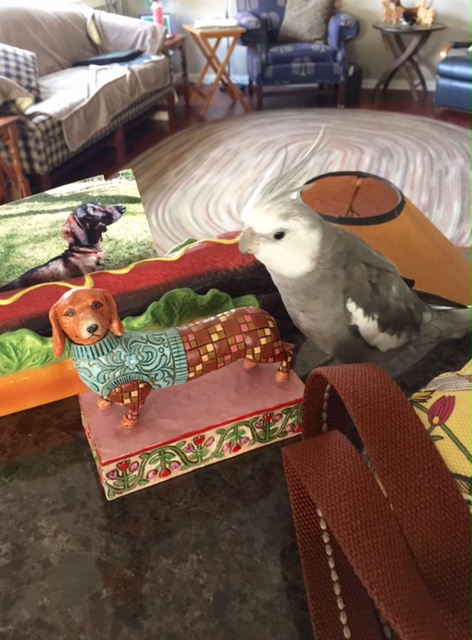 Hmmm. This looks like an intriguing new prop for my next "modeling" session!