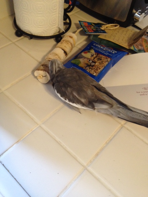 Oh good! I've been hoping for another one of these - and this one is "travel" size for trips to Grandma and Grandpa's!