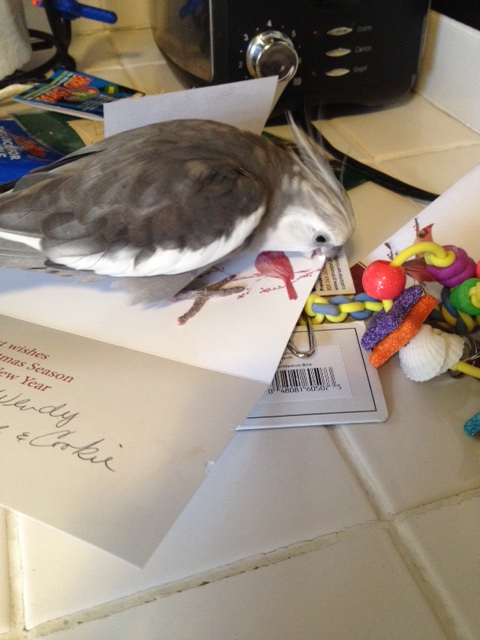 This thick paper is extra scrumptious....has a great "beak feel" (a technical term).