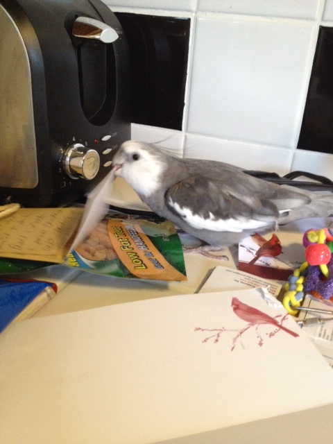 Wow! Crispy crunchy paper - all for me!