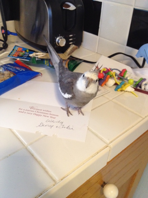 Awwww! Feathery signatures on the card! Mom, please thank the feathered ones and their large featherless wrapping assistant for me!