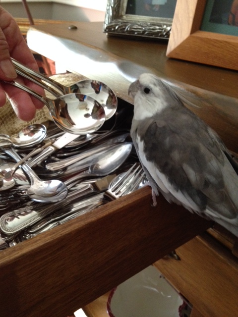 Well, yes, I do think that looks shiny enough - in fact, I think I see one of my relatives!