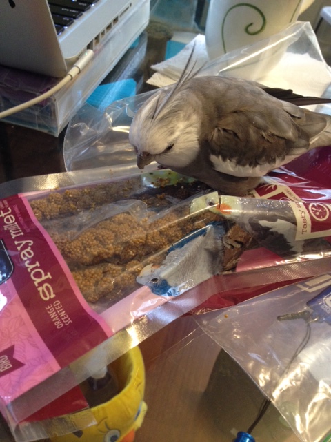 Next, you can fix the prey with your most baleful stare.