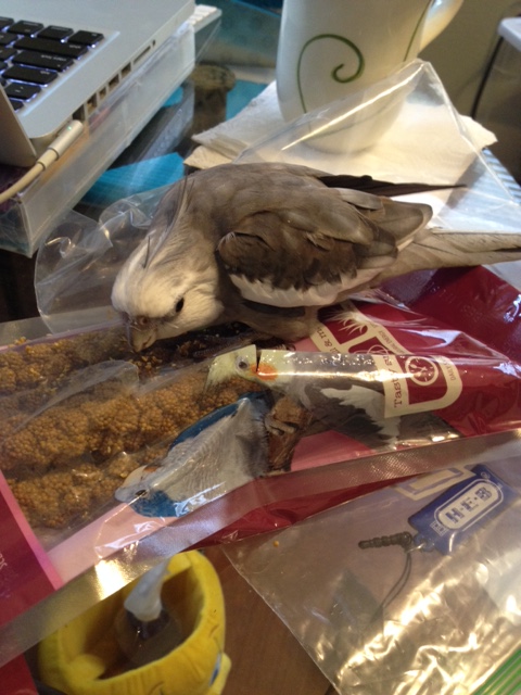 Now, you can keep staring while getting very very close to the prey (this will cause them to become paralyzed with fear).