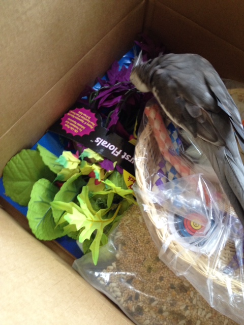 Well this looks like a houseplant but the flavor is different.