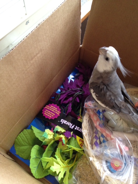 Well, all right, if you insist....but not until I try some of that crispy looking brown chew toy all of these other gifts came in....