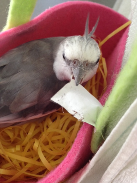 The host can then show the ladybird exactly how to enter, leaving "her" side of the nest open for her comfort.