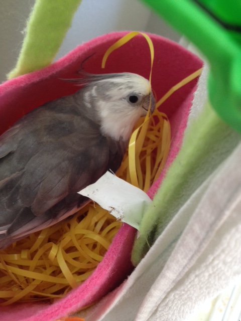 Continuing with a full tour - featuring softness of nest material and spaciousness - helps build enthusiasm.