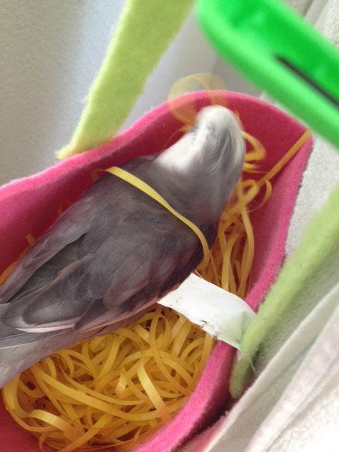 Performing a bit of spontaneous "nest tidying" never hurts either - ladybirds love a confident manbird who knows how to tidy.