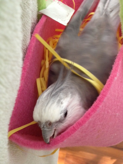 You will also want to demonstrate the sturdiness of the outer nest walls (best showcased by "biting") so the ladybirds feel secure.