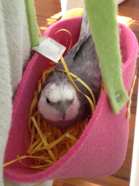 NOTE TO HOST: While "pondering" is in progress, be sure to look as suave and debonair - aka as much like "James Bond" as possible - so she chooses your nest!