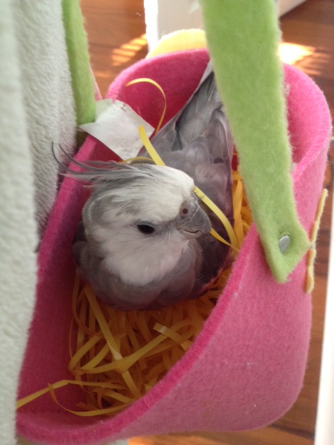 Before the tour is complete, it is polite to give each ladybird a moment to ponder.