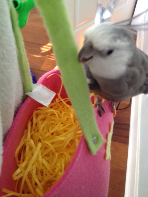 As the host, being on hand to "open the door" to visiting ladybirds instantly sets the right tone for the open nest (house).