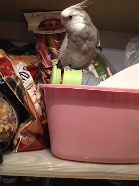 Don't be surprised if you see fans who are dressed in your colors ("classic grey and white" looks good on any being!)