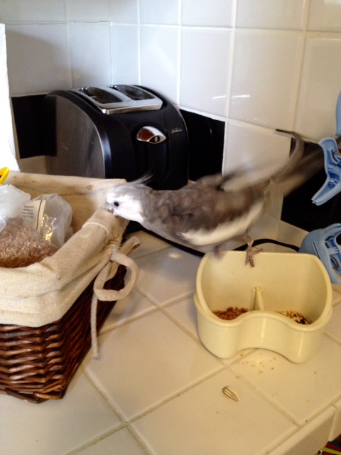 One flawless dismount later, you prepare for your press conference.