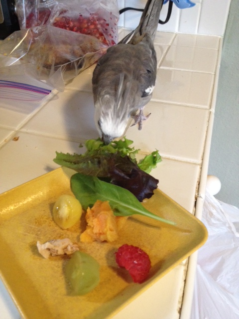 Yes, I'll just "share" this portion with the small shelled being - I'm sure that's why Mom left her plate out like this.