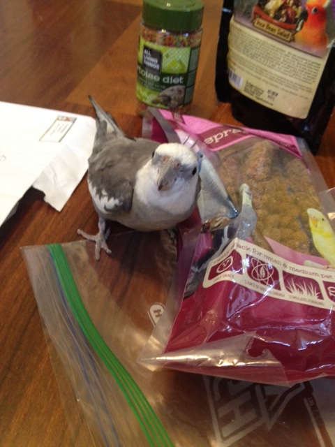 Hey, Mom - did you see that cute ladybird checking me out?