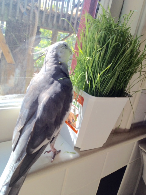 I agree - it looks delicious. Tender and tasty just like we prefer it.