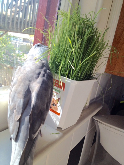 Well, sure, I'll sample it first - if you insist.