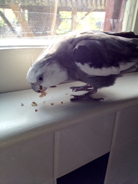 I have an "escape proof" strategy. It is called "ingestion." Want to hear about it?