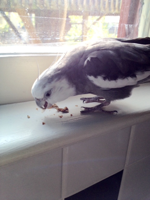 Well that sounds like a very nice destination - for someone less delicious.