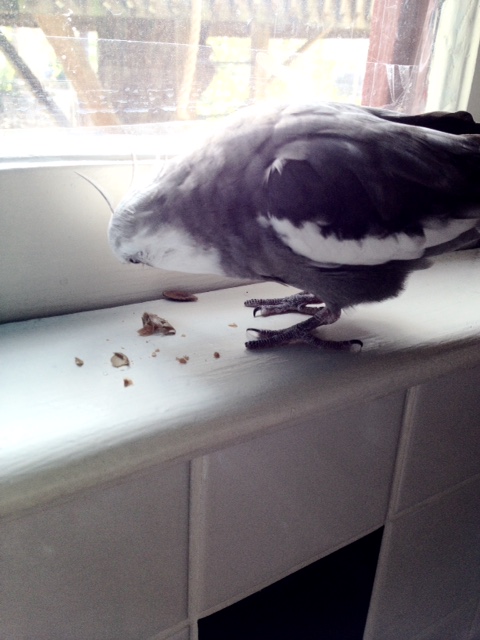 And just where did you think you were going?