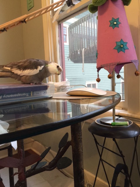 This is a perfect time to practice my manly manbird nesting skills.