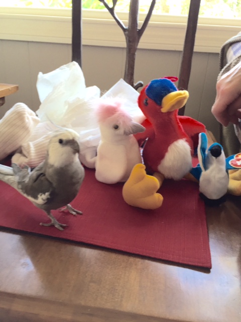 You know, Mom, this isn't going to help you grow any feathers of your own. You can have some of my old ones instead if you want.