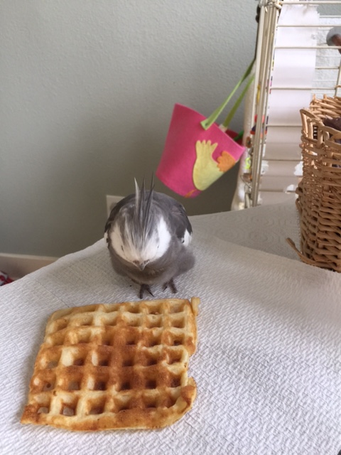 Oh, well, hello! You must be my "practice waffle." Nice to meet you.