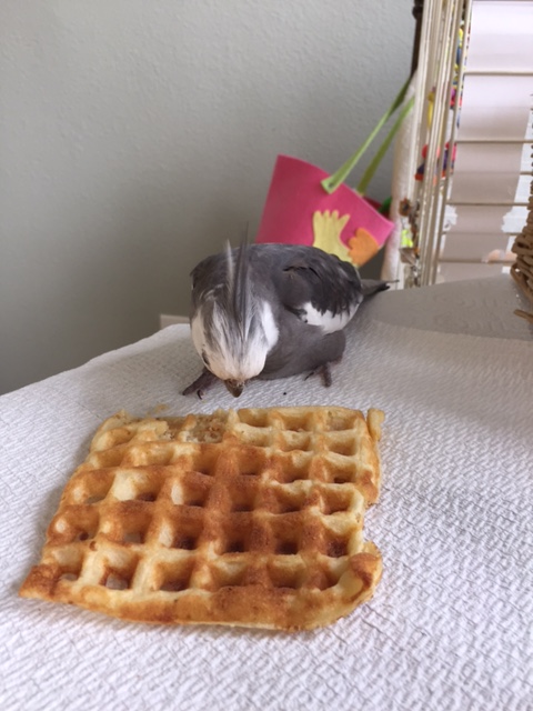 I will just begin with an even distribution of body mass between both feet and beak, so that the waffle lines up just so.