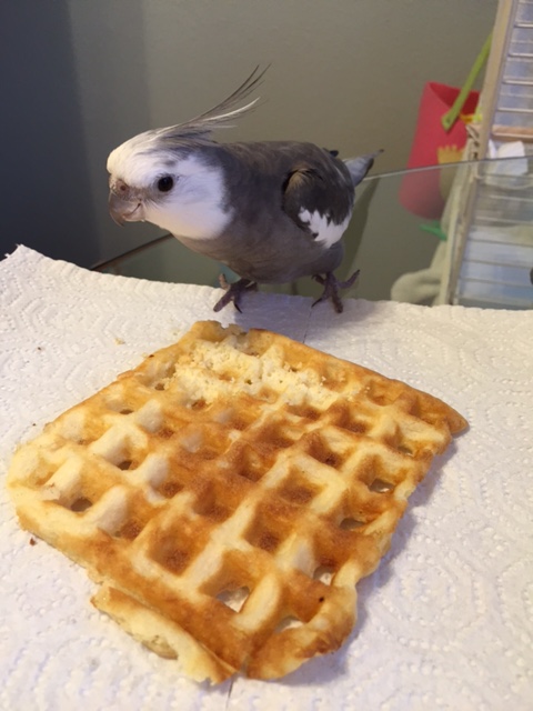 Hello. This waffle's taken. T.A.K.E.N. Now is a good time to back away.