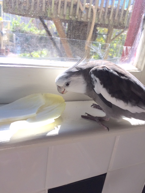 What did you say your name was again? "Endive?"