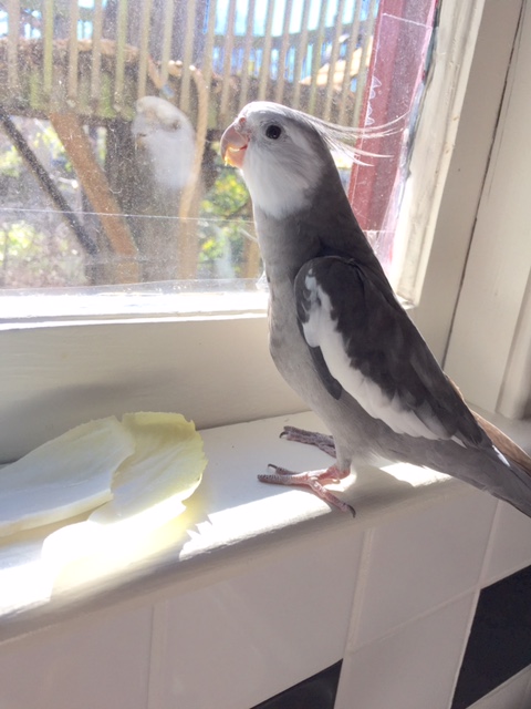 Mom, you can let the other lunch applicants know we've filled today's open spot - they can come back tomorrow to try again.