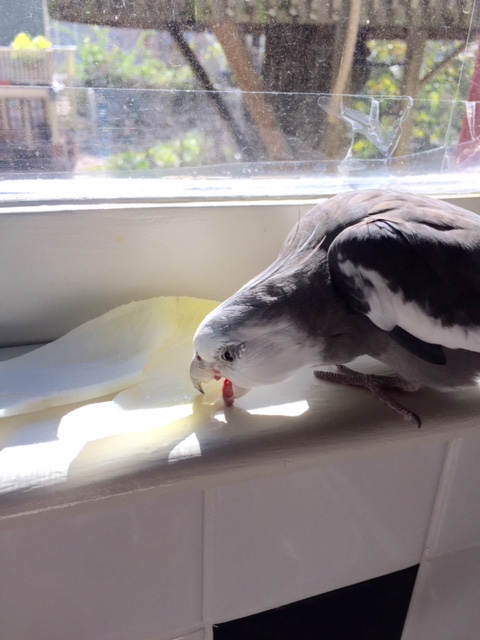 I think we may have a winner for today's lunch.